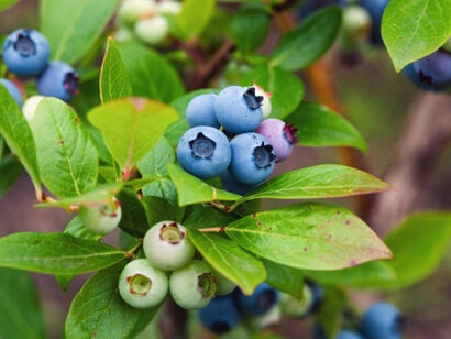 Blueberry bush with ripe and green berries growing in organic garden