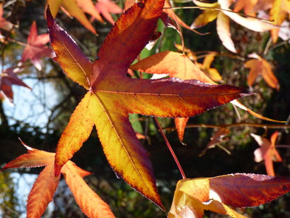 Liquidambar styraciflua 'Festival'