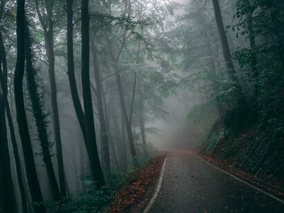 A winding road disappearing into a mist-covered forest, representing the nervous system's gradual journey toward healing