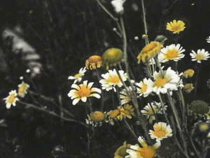 Happily Ever After II. Courtesy of Blindspot Gallery