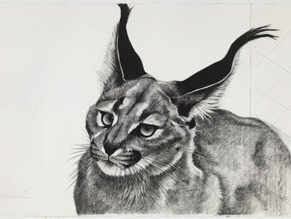 Caracal Wild Boy, charcoal on paper, 64 x87cm 