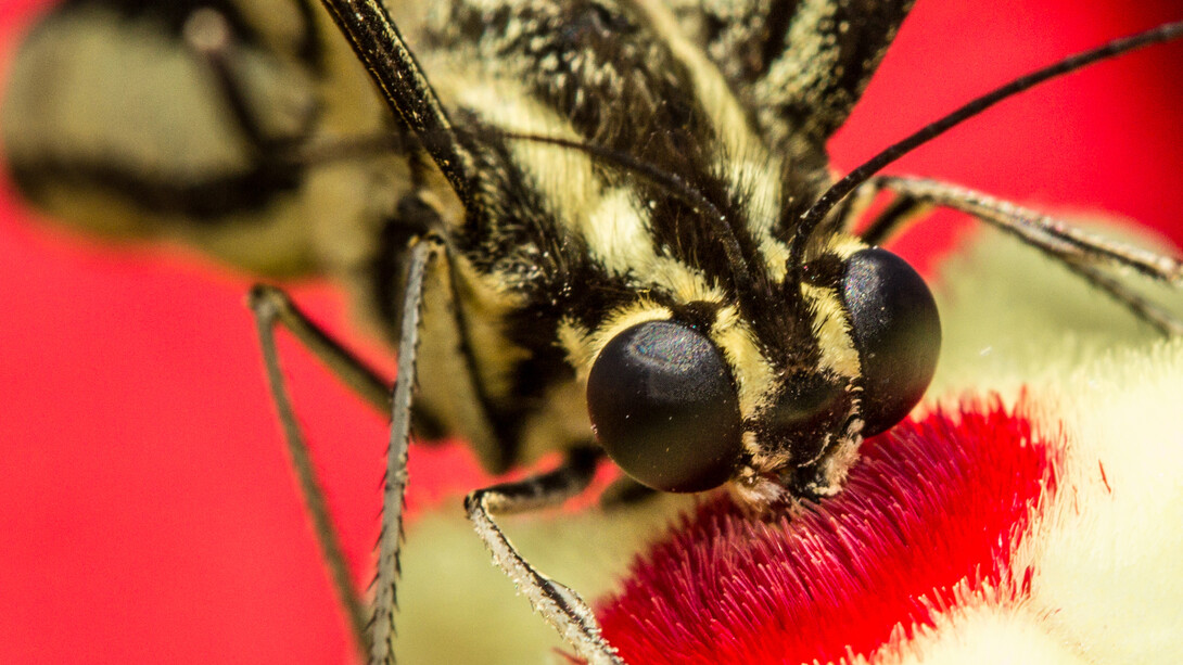 Butterfly feeding on nectar © Karthik R Bhat
