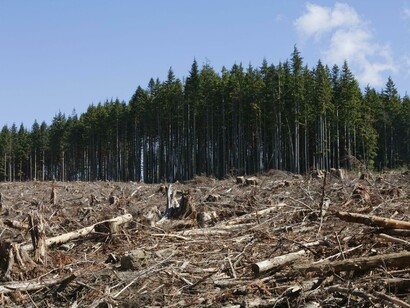 La deforestazione selvaggia