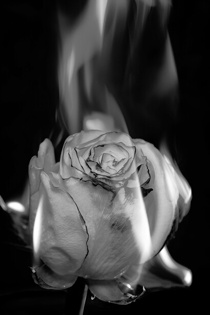"...seeking the scent, that will guide me back to you"