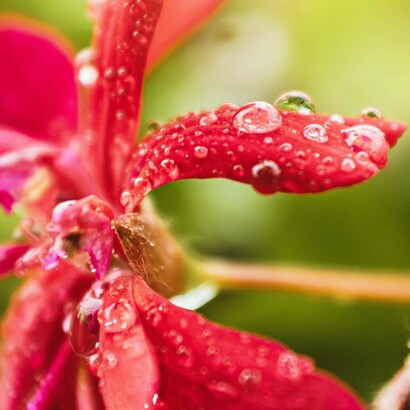 La collaborazione tra Eywa e la cooperativa Meru Herbs è stata molto importante per la ricerca sull’olio di ibisco