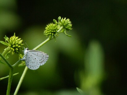 Reemplazar el concepto de «crecimiento sostenido»  por el de «crecimiento compatible»