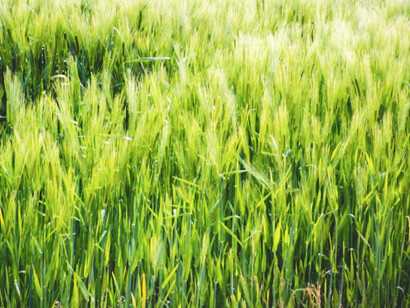 Prato verde