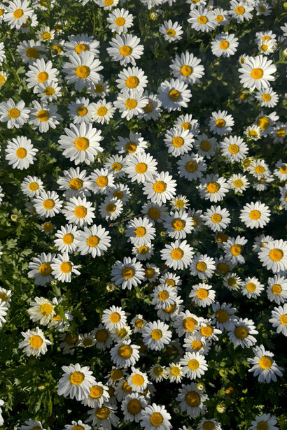 Miquela Raiche, Early risers, 2025. Courtesy of 1202 Contemporary