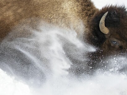 Max Waugh, Wildlife Photographer of the Year (detail). Courtesy of the artist and Forte di Bard