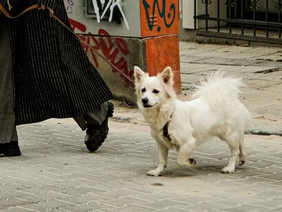 L'introduzione degli animali da compagnia nelle istituzioni pubbliche potrebbe anche aprire un dibattito più ampio sui diritti degli animali e il loro status giuridico, spingendo per una legislazione più avanzata in materia di protezione animale
