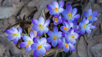 Crocus flowers bloom after winter, a visual reminder of how kindness, self-compassion, and patience support mental health and emotional renewal.