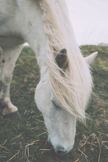 Cavallo bianco. Sconfiggere l'ipnosi della società: pratiche per una mente purificata e una presenza costante