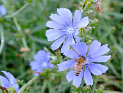 Dal mito al principio curativo. Courtesy of Municipio di Pesaro