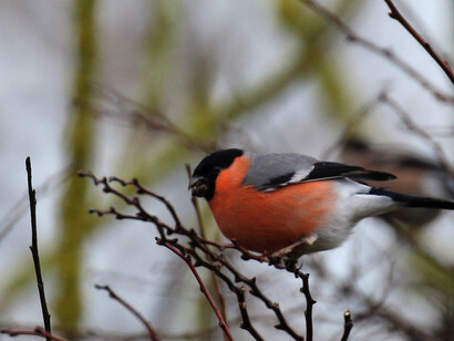 A male Bullfinch provides a splash of colour on a drizzly winter's day © Gehan de Silva Wijeyeratne
