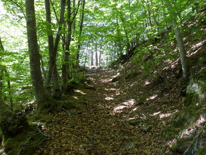 Foresta del Teso