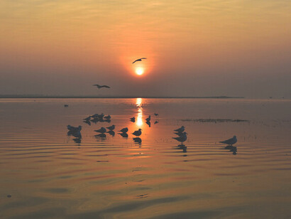 Gull flock at sunrise - filling one's heart with calm @ Ashish Kothari