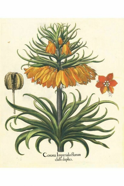 Hortus Eystettensis di Basilius Besler