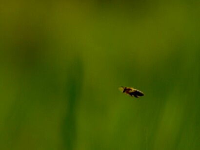 La extinción de las abejas