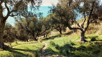 La Puglia è la regione leader in Italia per la produzione di olio d'oliva, contribuendo a oltre il 40% del totale nazionale