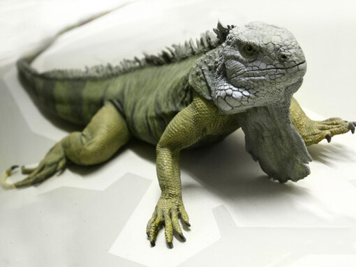 Herpetology, exhibition view. Courtesy of National Museum Bloemfontein