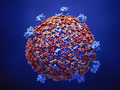 Modelo del virus SARS-CoV-2