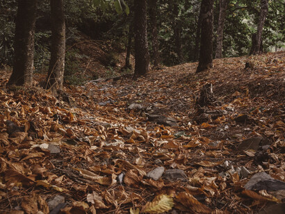 Autumn fall cover the forest's floor, right before the hibernation period
