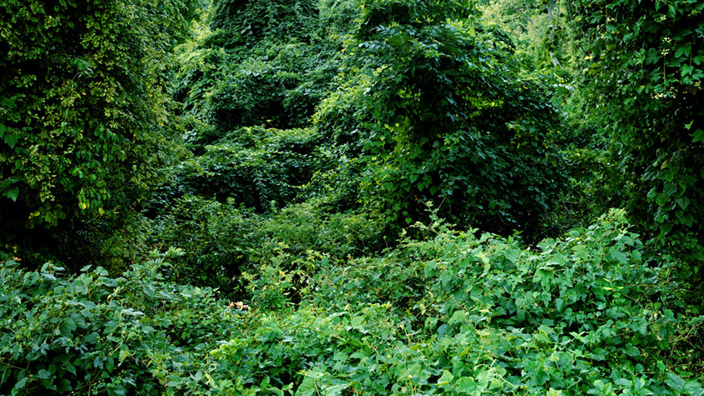 Anna Collette, Untitled (invasive species #77), 2008, 24 x 30 inches, Lambda print