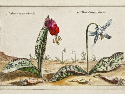 Crispin de Passe, - Denti di cane, con fiore rosso e fiore bianco.