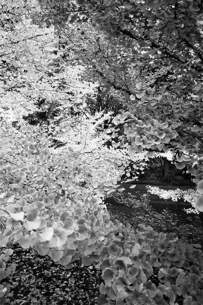 Nicholas Nixon, Arnold arboretum no. 1, 2022. Courtesy of Robert Klein Gallery