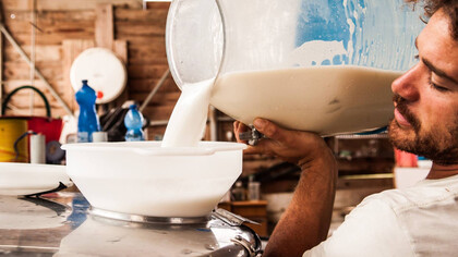 Milking. Ph Giulia Scarpaleggia