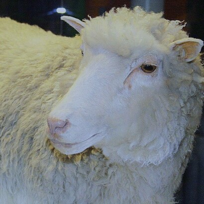 La oveja Dolly fue clonada en 1996 por Ian Wilmut y Keith Campbell, del Instituto Roslin de Edimburgo, Escocia