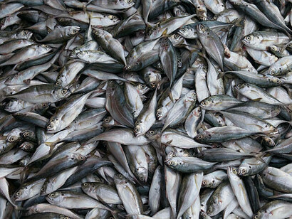 Il caso della regione peruviana di Loreto è interessante perché il pesce costituisce una fonte di cibo fondamentale per oltre 800.000 persone