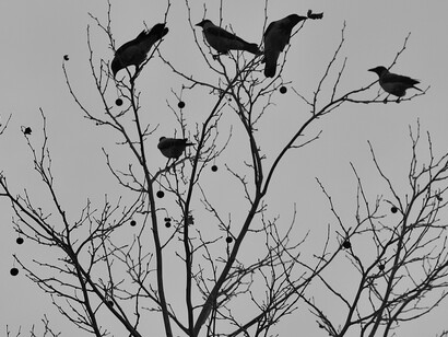 Hitchcock tentou contornar essa barreira realizando obras que fossem sutis durante sua duração, mas contivessem momentos mais brutais em determinados momentos para o impacto. Isso gerou filmes levemente irregulares, mas ainda assim de grande qualidade como “Os Pássaros” e “Cortina Rasgada”
