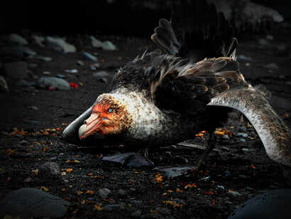 Petrel gigante antártico es un ave de la familia Procellariidae