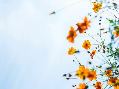 Los problemas respiratorios, a la orden del día en primavera
