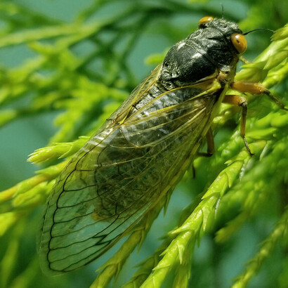 Chicharra en medio de pastizales