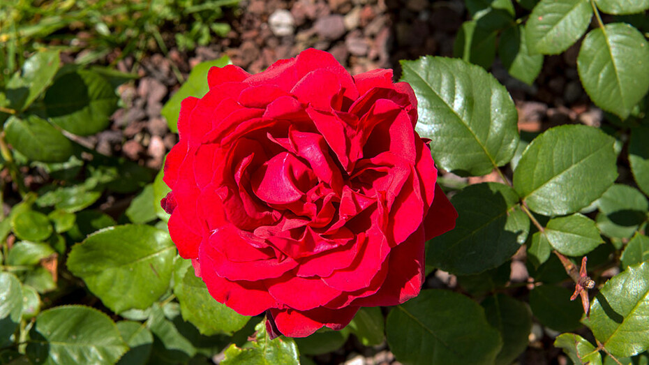 Una rosa 'San Valentino'