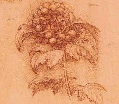 Leonardo Da Vinci - Anemone dei boschi (Anemone nemerosa, destra) e Calta palustre (Caltha palustris, sinistra), c. 1506-08, Collezione Windsor, Landscapes, Plants and Water Studies, folio 23 r., particolare.