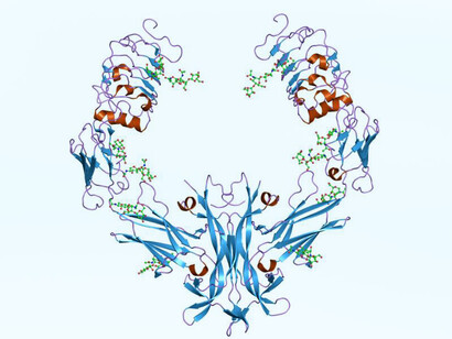 Representación de la estructura molecular del Factor de Crecimiento Nervioso
