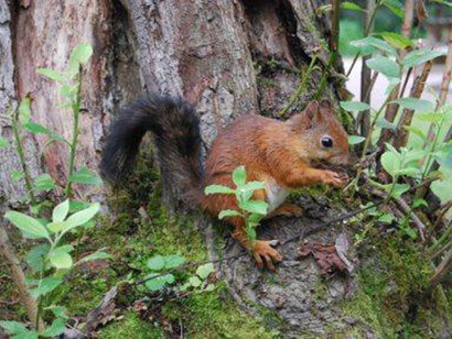 Animali del bosco: lo  scoiattolo