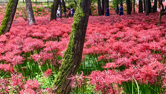 Kinchakuda Manjushage Park © Alma Reyes 