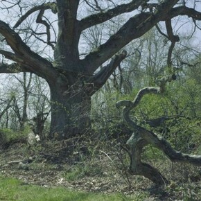 James Welling, Oak, 2013 , 15.625 x 23.5 in., Inkjet print (Epson 9800 print on Museo Silver Rag) , © James Welling courtesy of Maureen Paley, London