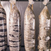 Urban Mushroom Farm © GroCycle