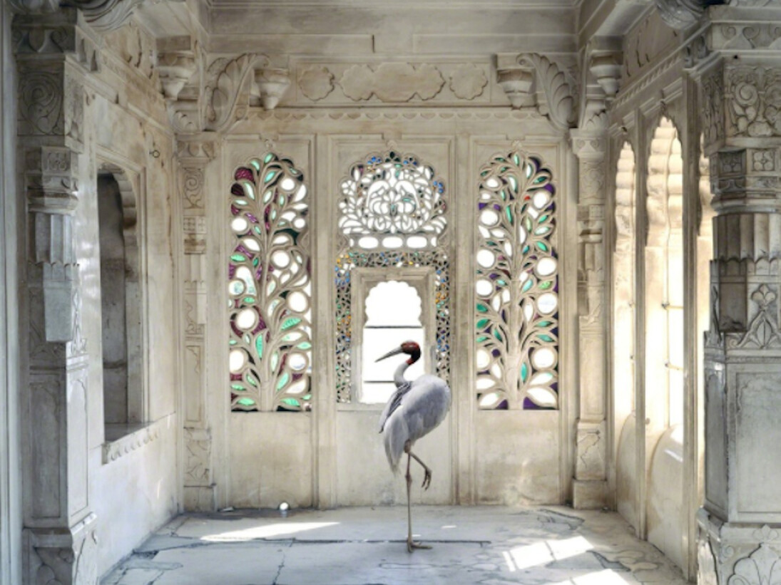Karen Knorr. Courtesy of Danziger Gallery
