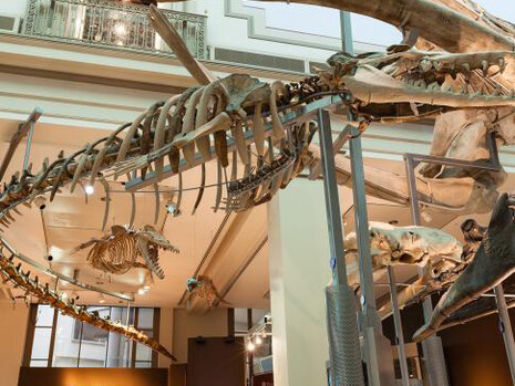 Sant Ocean Hall. Courtesy of Smithsonian's National Museum of Natural History