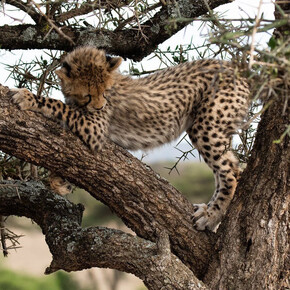 Wildlife Photographer of the year. Courtesy of ROM