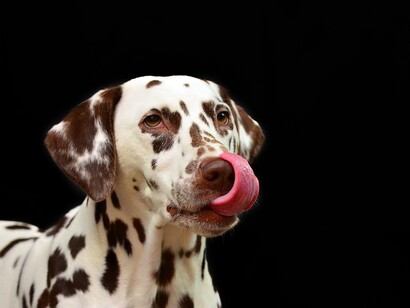 Allergic reactions to pets are actually caused by pet proteins contained in pet dander