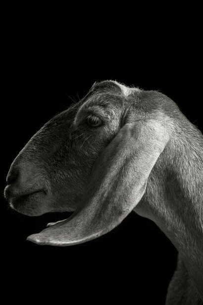 A chacun son nom: Xantippe