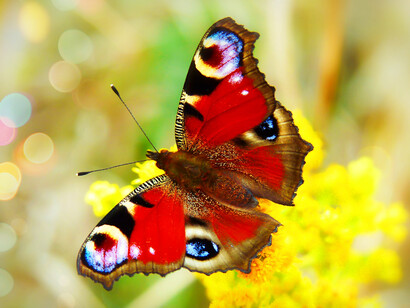 Mariposa posada en una flor