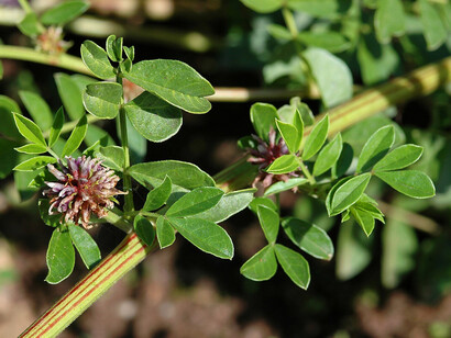 Liquirizia (Glycyrrhiza glabra)